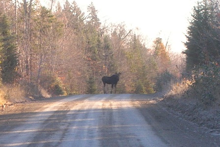 young moose in the road